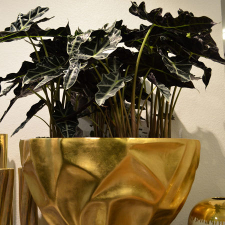 Alocasia im gold-Fiberglas-Gefäß (2)