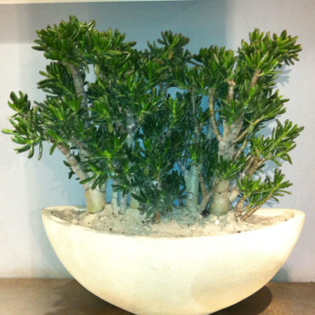 Crassula