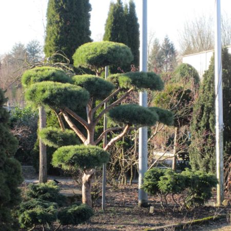 Gartengestaltung-Knorr3