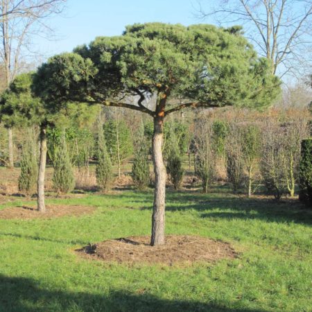 Gartengestaltung-Knorr4