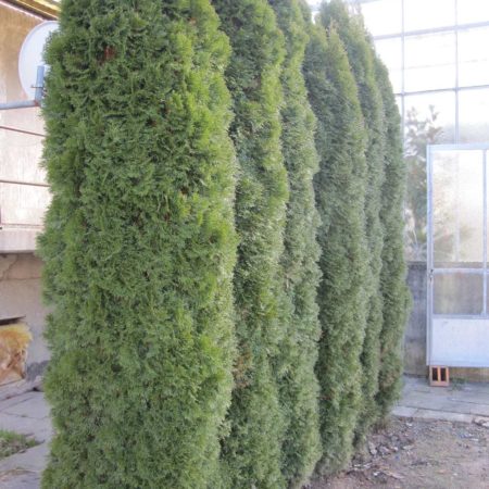 Gartengestaltung-Knorr5