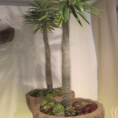 Madagaskar Palmen