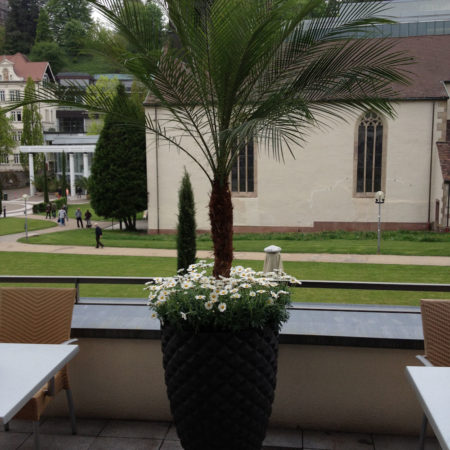 Mediterrane Palmen (3)