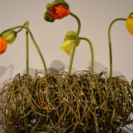 Mohn und Weide (1)