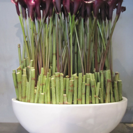 bordeauxrote-Callas-Blumengalerie-Knorr