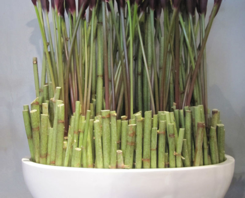 bordeauxrote-Callas-Blumengalerie-Knorr