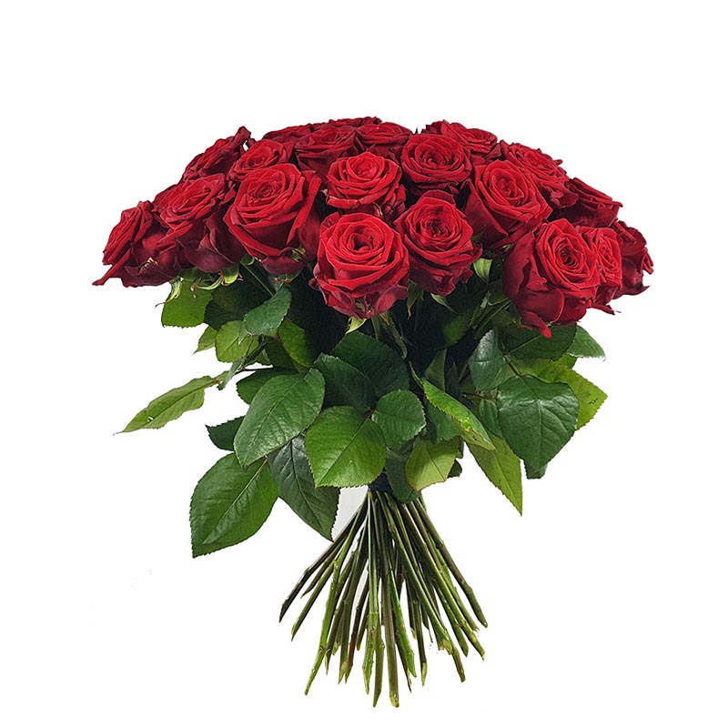 Der "Klassiker" rote Rosen – Bild 2