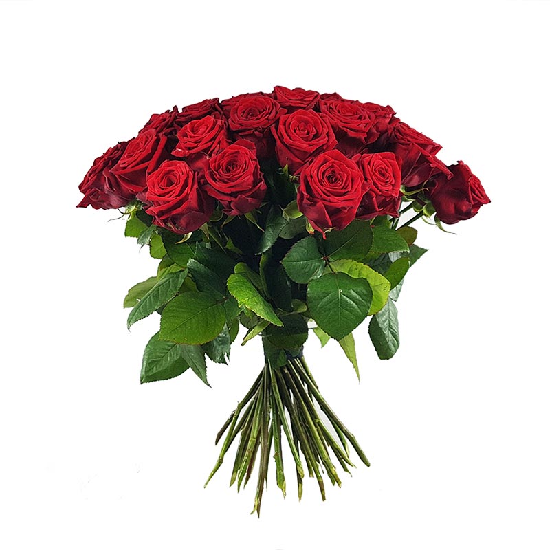 Der "Klassiker" rote Rosen